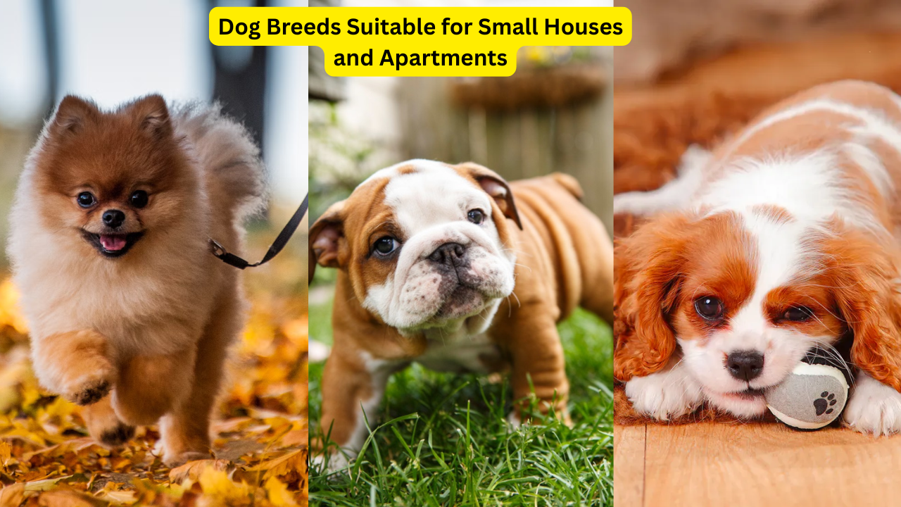 dog breeds sutiable for small homes and appartments