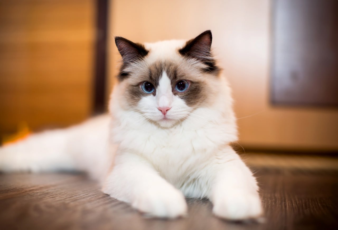 ragdoll cats